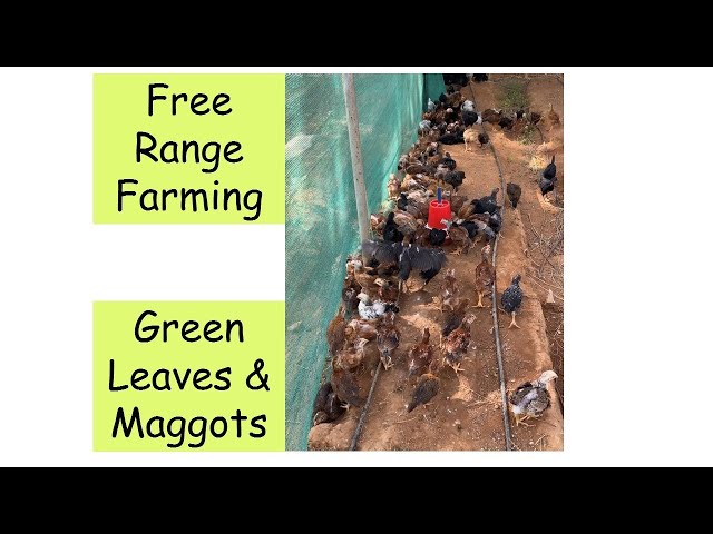 VV farms free range farming. Aseel, kadaknath, DP, Srinidhi, Vanasree  under green feed & maggots