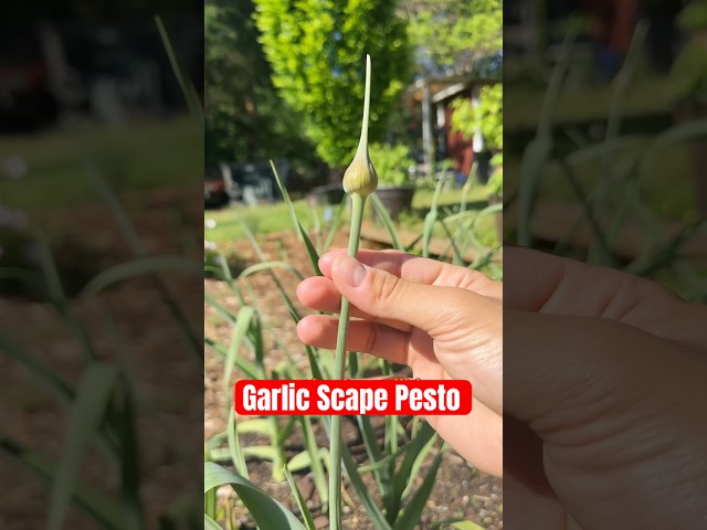 Making garlic scape pesto! #harvesting #farming #garden #cooking