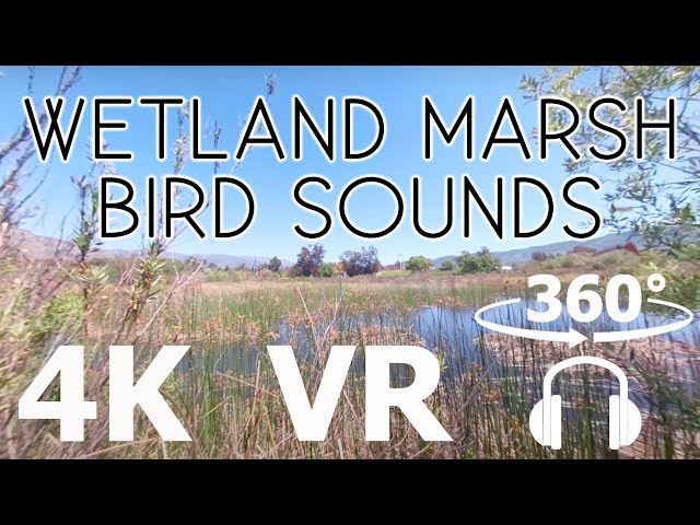 Wetland Marsh Bird Sounds - VR 360 - 4K Video - Soothing Surround Rain Sounds - ASMR CaliScapes