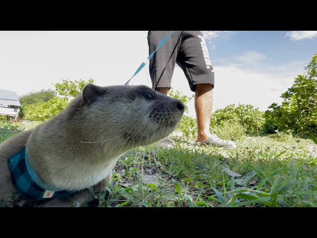 Do exercise and play time Otter | Moon Na