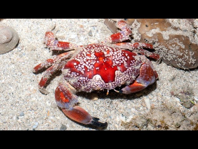 The Beautiful and Deadly Mosaic Reef Crab