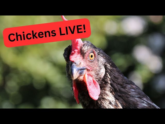 Free Range Chicken Coop Live Streaming with MY Alabama Farm Life! 2/9/2025 Daytime.