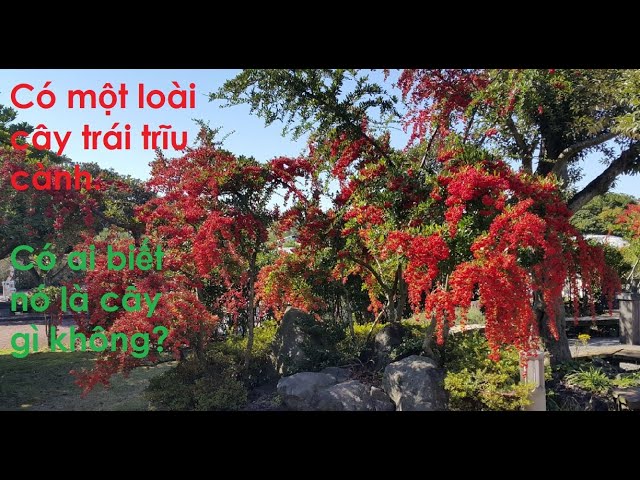 VLOG # 46 | The Nature in Jeju Island, Korea/Cây trái trĩu cành