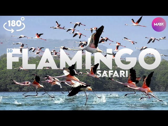 Beautiful Mangrove Trees & Flamingo Bird Sanctuary in 3D VR | Relaxing 3D Virtual Reality Experience