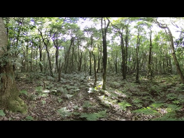 Australian Rain Forest Environment - 360 Video [Royalty Free Stock Footage] $350