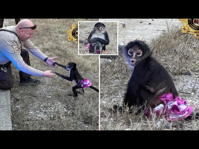 Escaped spider monkey found on highway still wearing pink tutu: 'Bananas situation'.