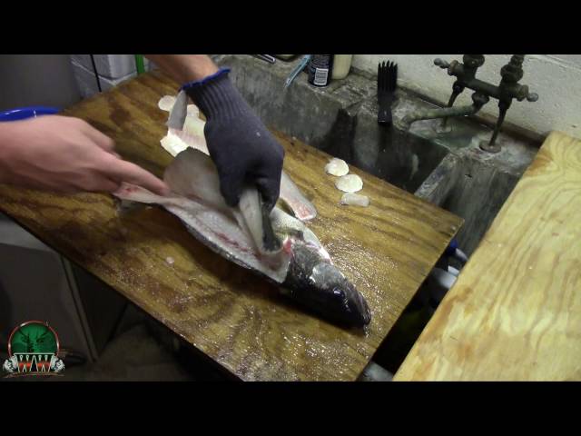 How to Fillet Fish with Walleye Cheeks