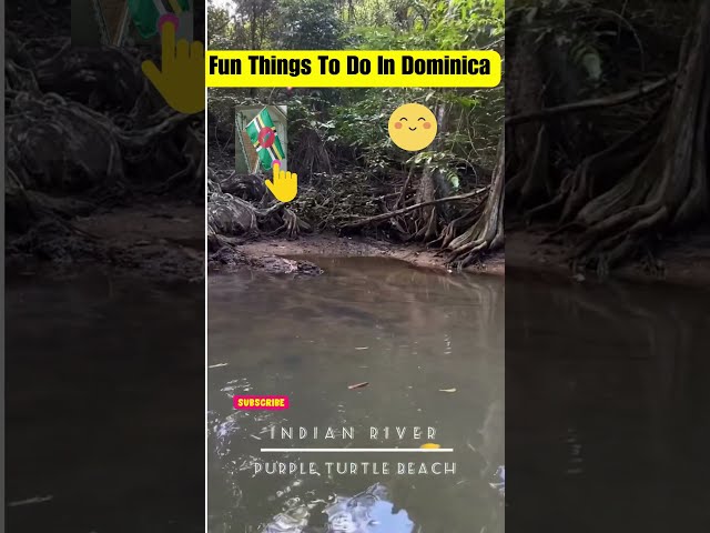 Fun Things To Do In Dominica Whale Watching Hiking   #short