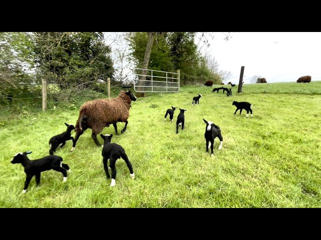 Moving lambs to fresh pasture is like herding cats