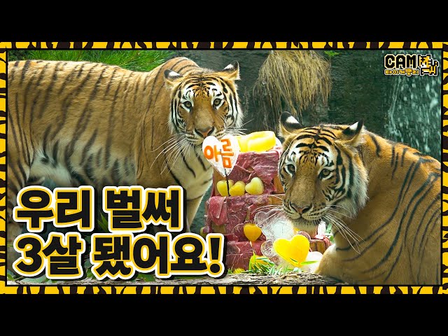 (SUB) 3rd Birthday Party Of Korean Tiger Sisters And Brothers With Mukbang🎉│Everland Tiger Valley