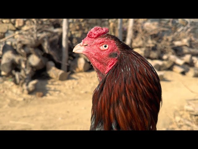 Rooster Amazing Performance | Dancing Video😍