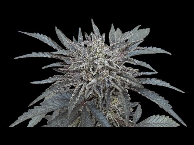 Cali Plug Bag Seed “Trans Union” Outdoor seed to harvest strain review. Exclusive!!! Winter run!