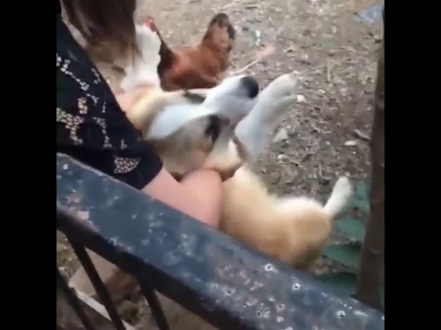 Corgi barks at chickens - Corgi Lover Channel