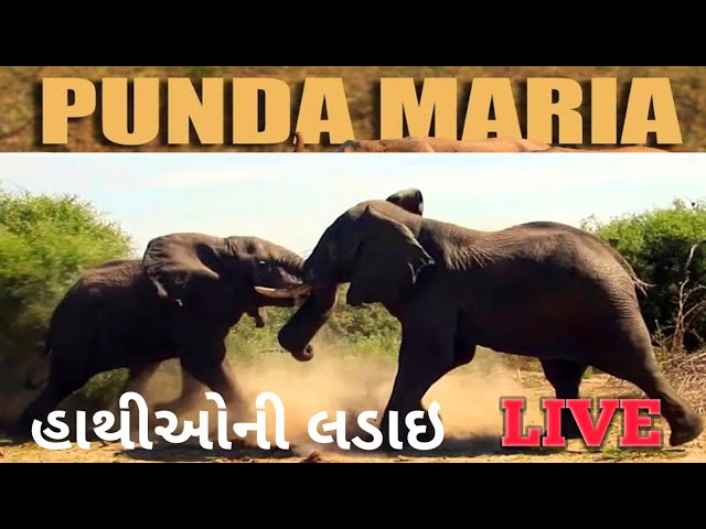 બે હાથીઓની લડાઈ | Lunch in Jungle | Africa | @makbulkiduniya