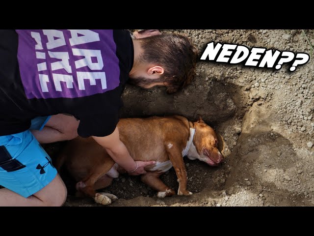 BOYKA'YA 5 KÖPEK BİRDEN SALDIRMIŞ... (ÖLDÜ DEDİLER)