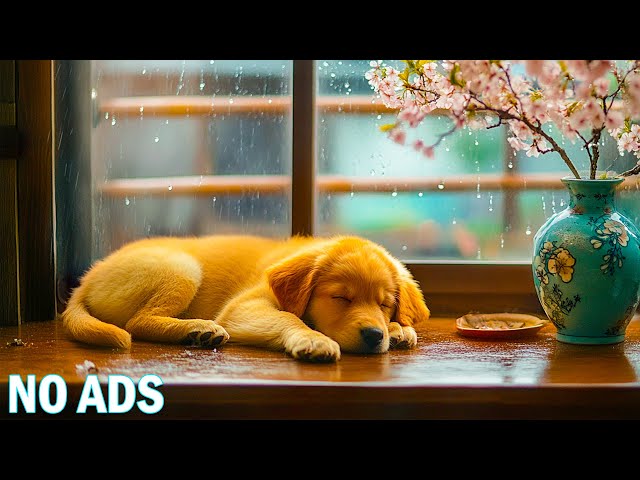 Relaxing Music For Dogs💖Stress Relief Music For Dogs🐶🎵Dog Separation Anxiety Music