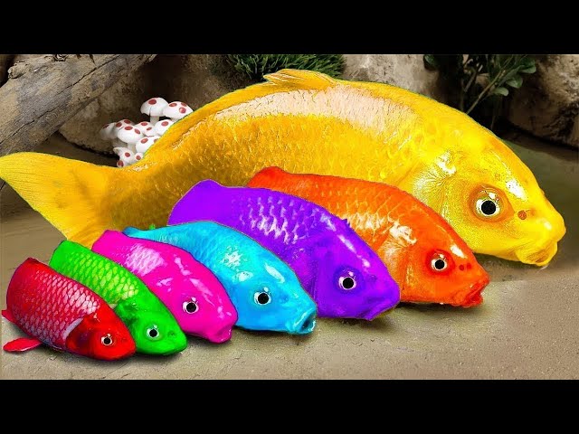 Menemukan ikan hias warna-warni, Ikan lele pelangi, ikan cupang - RAINBOW CARP ASMR Funny