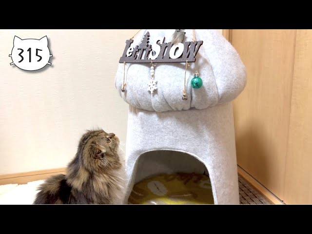 Scottish Fold kitten who likes mom's homemade cat house. Elle video No.315