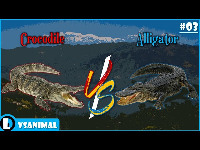 Crocodile VS Alligator | VS Animal - EP03 [ซับไทย]