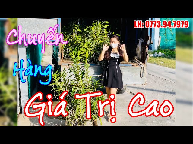 CHUYẾN HÀNG GIÁ TRỊ CAO GỬI KHÁCH PHƯƠNG XA  / Thích Trồng Lan - Vườn lan Bá Ninh