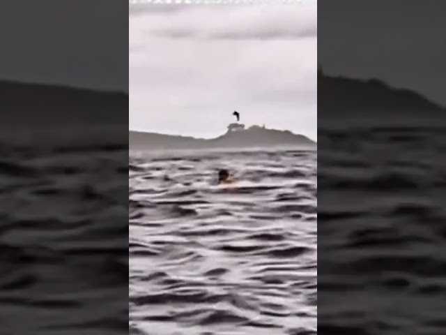 🐋 Ballena se traga a un joven y luego lo escupe: el aterrador momento quedó grabado en video 😱