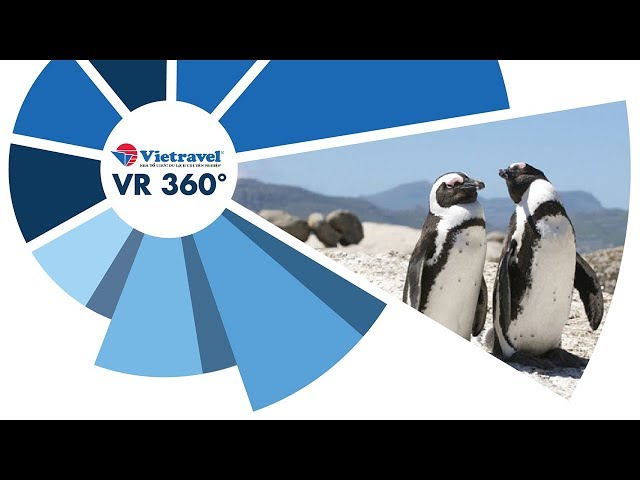 [VR 360°] Vẻ đáng yêu của những chú chim cánh cụt Nam Phi | Vietravel