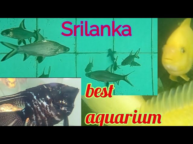 Best aquarium இலங்கையில் #srilanka #travel #vlog #fish #bestaquarium #aquarium #video #best #animals