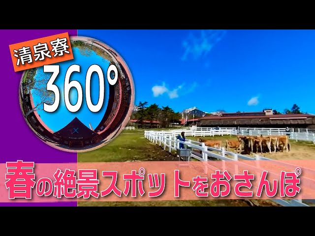 清泉寮360° 春の清泉寮の絶景スポットを おさんぽ（VR動画360°）v1.1 insta360 One X2