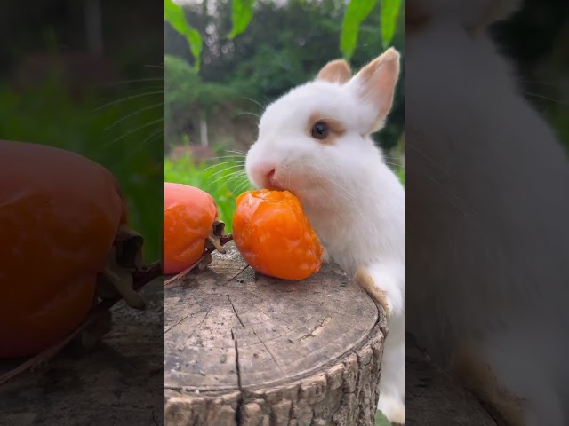 Little rabbit eating persimmon Cute pet debut plan Rabbit Rural cute pet