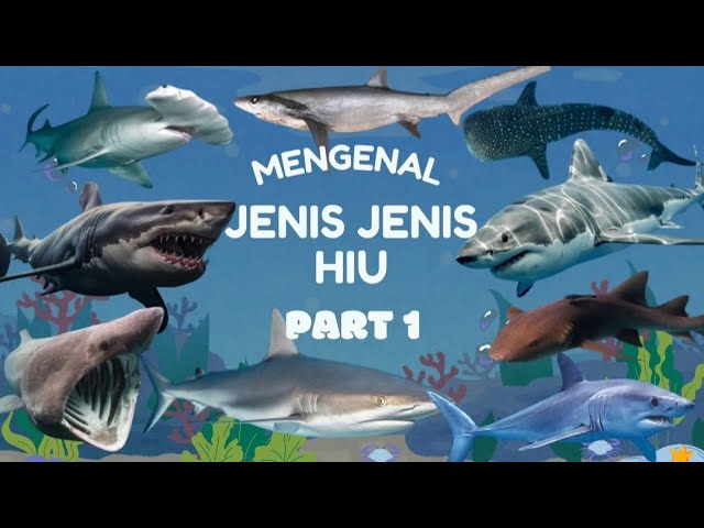 Ada Megalodon Sang Monster Lautan! Mengenal Jenis- Jenis Hiu Part 1