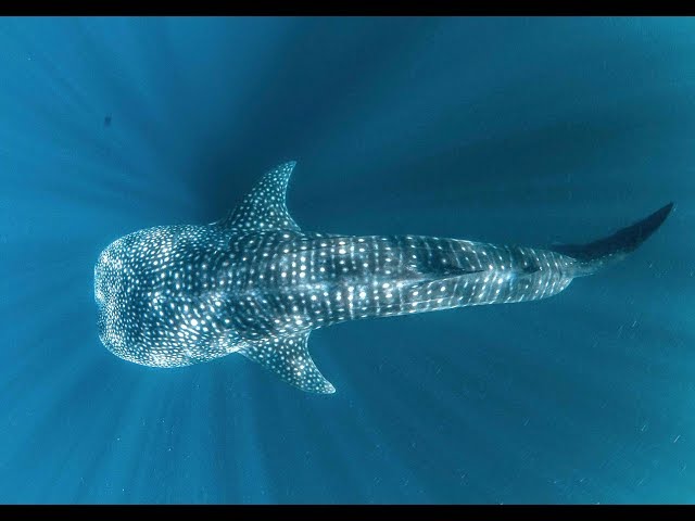 Swim with giant whale shark: Australia 🇦🇺 Ningaloo