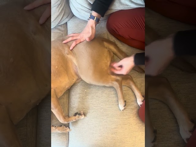 Hamstring Massage Dog