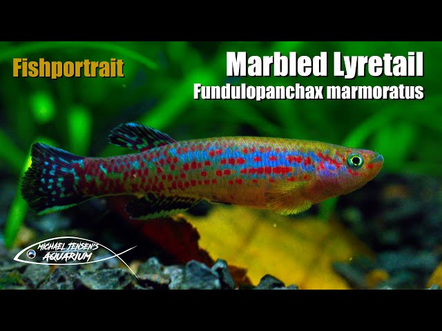 Fundulopanchax marmoratus - Marbled Lyretail killifish