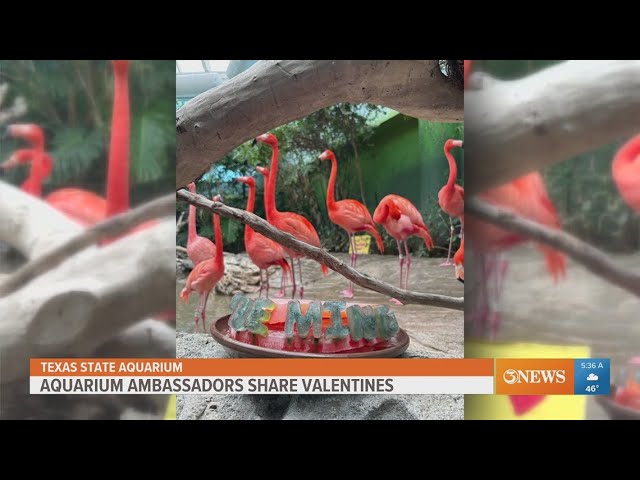 Texas State Aquarium animals enjoy Valentine's Day