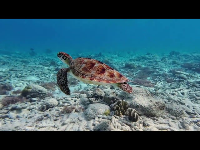 Ocean Turtle Free HD Video | No Copyright