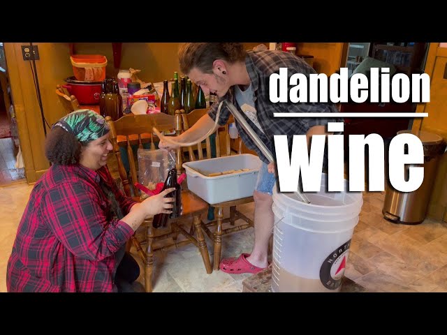 Bottling Back Yard Hooch - Kitchen Journal 10-1-23 #winemaking #dandelionwine #homebrew