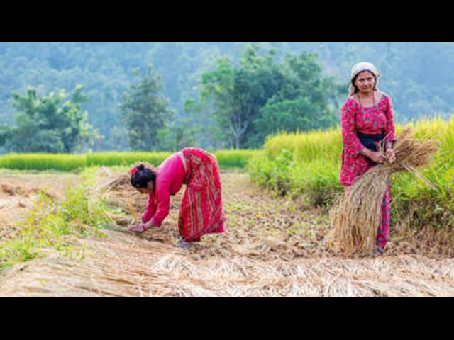 Indian Village Life || Village Women Lifestyle Vlog || Village life odisha