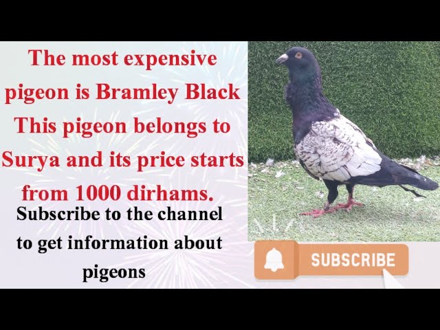 The most expensive pigeon is the Bramley Black Pigeon. This pigeon belongs to Surya۔ #viral #shorts