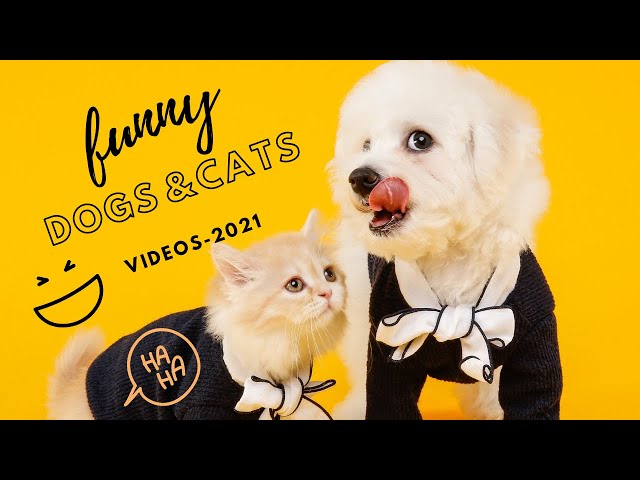 🤣 Funniest ever🐶 Dogs and 😻 Cats - Awesome Funny Pet Animals Videos 😇2021