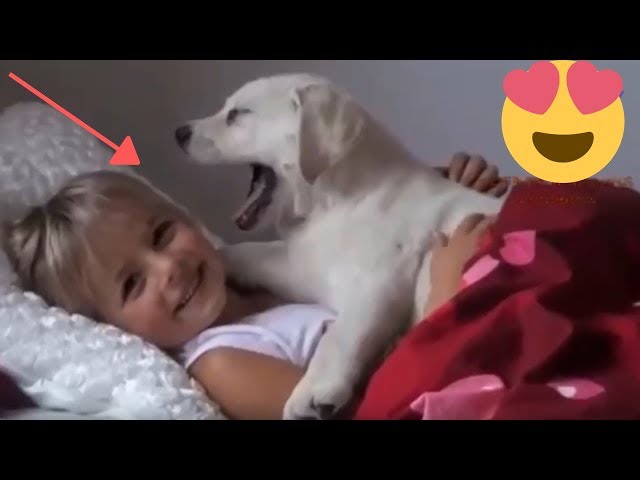 cute dogs cuddling and playing with babies 😍 Funny and cute Animals Compilation 2019 (part 5)