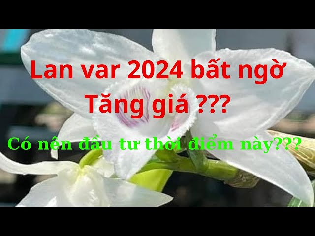 Tại sao hoa lan var dot biến lên giá ???. Ai là người có lợi ???. Có nên đầu tư thời điểm này ???