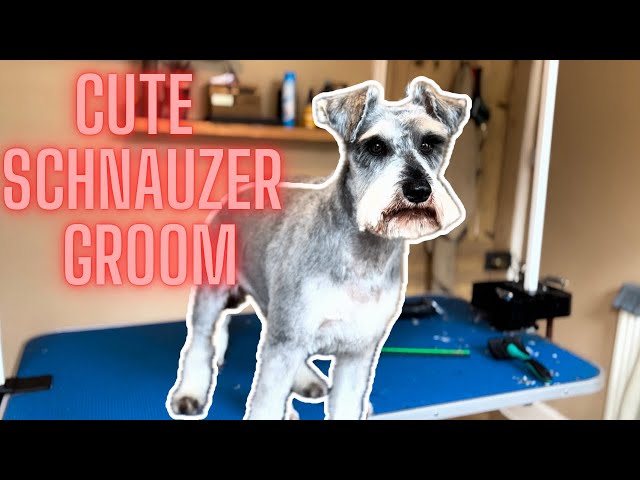 Miniature Schnauzer TRANSFORMATION! ✂️ From Scruffy to Adorable