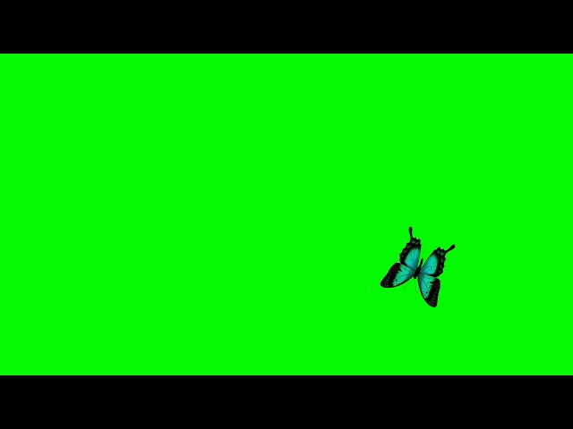 Real butterflies flying green screen