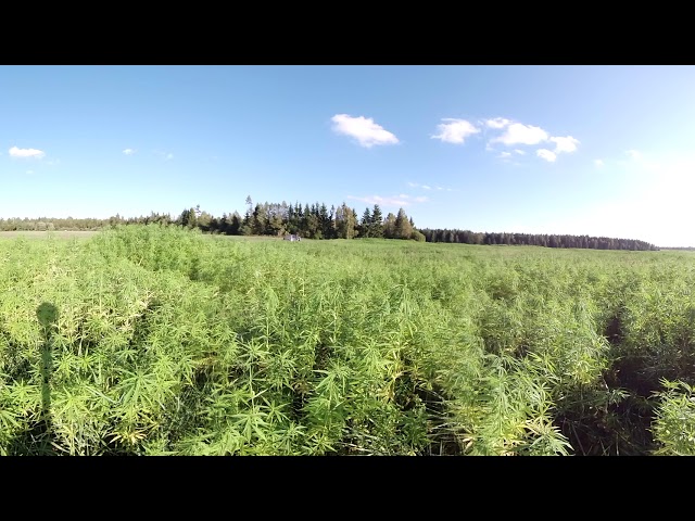 Hemp fields in 360