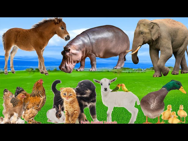 World of Farm Animals: Foal, Elephant, Rooster, Puppy, Kitten, Duck, Hippo, Rabbit – Animal Video