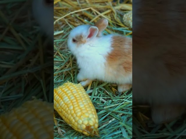 What Happens When You Feed Your Rabbit TOO MUCH Corn #rabbit #relaxing #cute