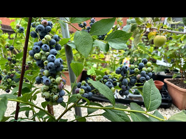 Harvesting Homegrown Fruits with Little Toddlers: Fun Family Gardening