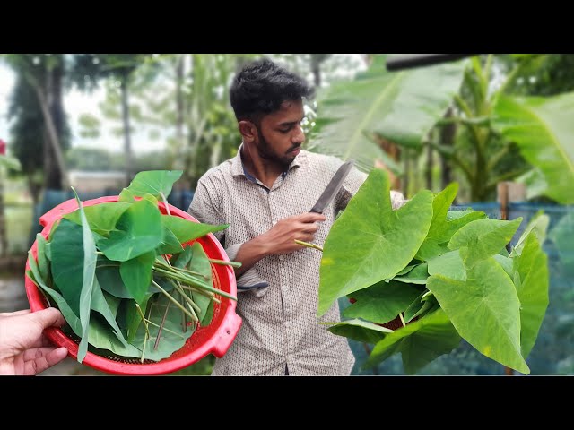 Harvesting Esculent Leaf Vegetable To Cook / Free and Fresh Vegetable!