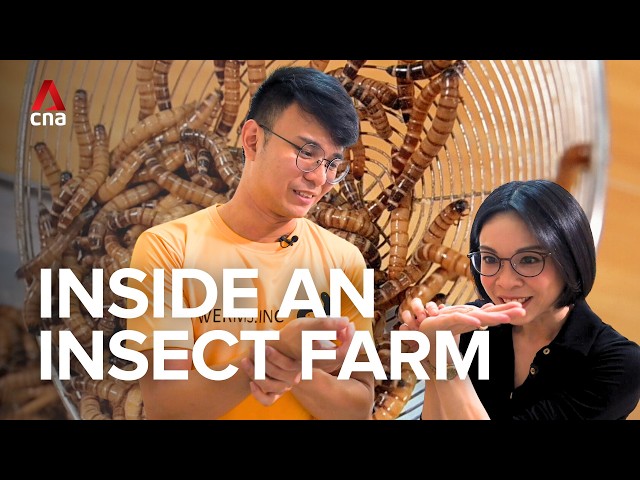 Exploring an insect farm in Singapore