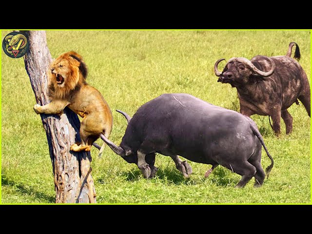 TOP 10 DEADLIEST Animal Fights In Animal Kingdom Caught On Camera | Animal Fighting